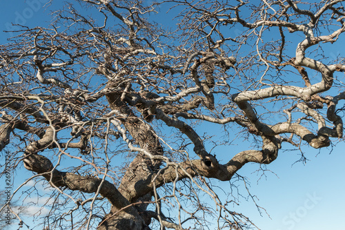 Trunk and branches of mature Camperdown Elm, Ulmus glabra camperdownii photo