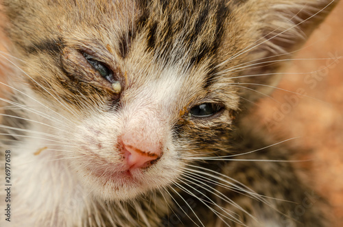 Kitten's Sick Eyes