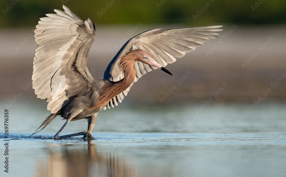 Fototapeta premium Reddish Egret in Florida