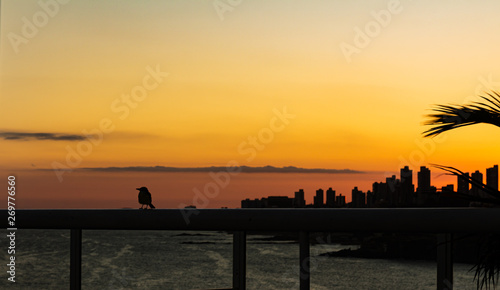 Small bird perched on the railing, during a beautiful sunset in the city of Salvador of Bahia in the northeast of Brazil.