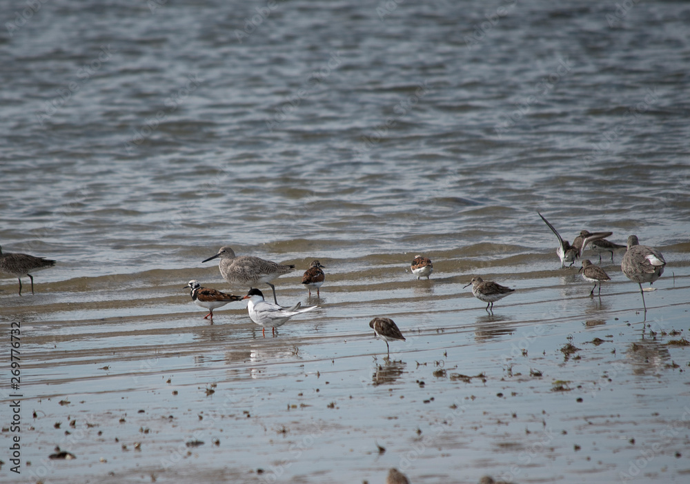 Willet, Ruddy Turnstone, Forster's Tern, Dunlin Willet, Ruddy Turnstone, Forster's Tern, Dunlin