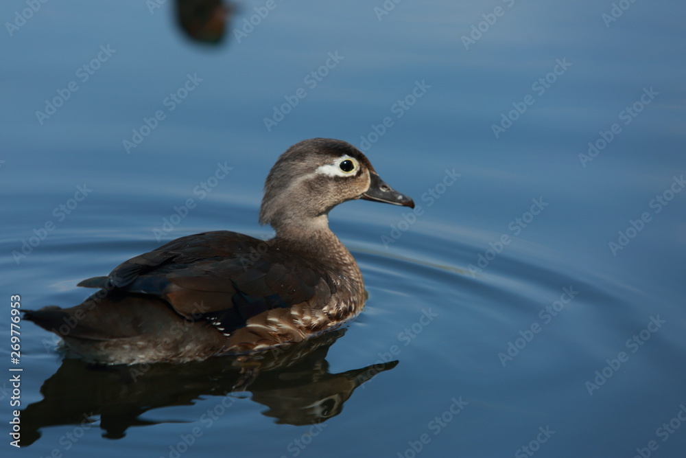 Wood Ducks in Spring Love Wood Ducks in Spring Love
