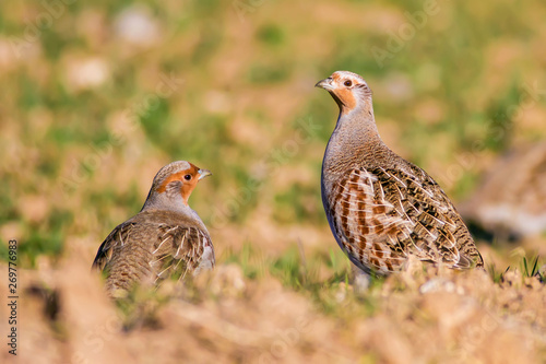 Partridge. Brown green nature background. Birds: Grey Partridge. Perdix perdix. photo