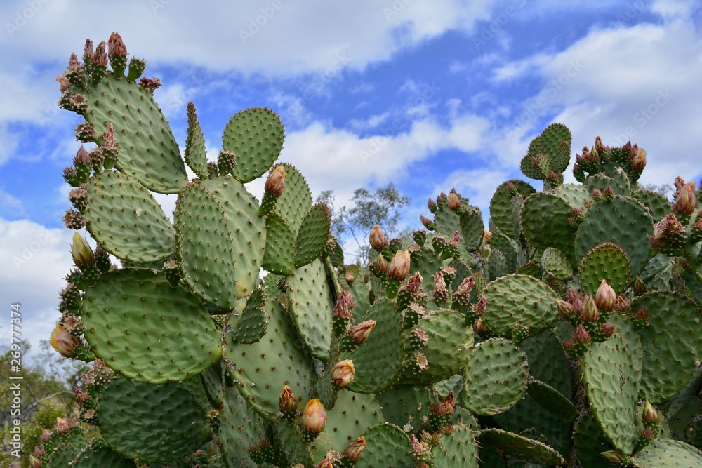 Blooming Prickly Pear Cactus Sky Arizona Desert Blooming Prickly Pear Cactus Sky Arizona Desert
