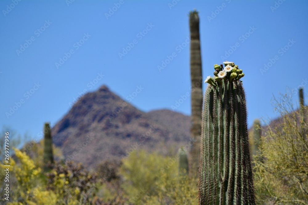 Blooming Saguaro Cactus Tucson Arizona Desert Sonoran Flower Bloom