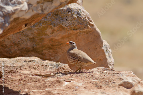 Partridge. Yellow nature background. See see Partridge. Ammoperdix griseogularis. photo