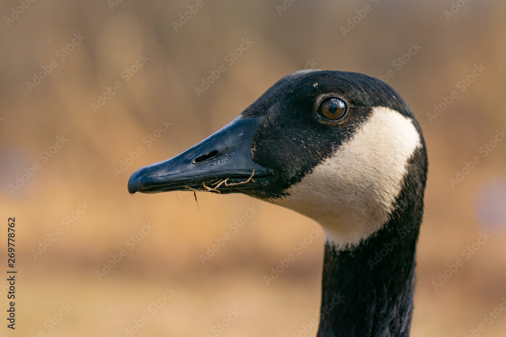 Adult Canadian Goose in its natural environment Adult Canadian Goose in its natural environment