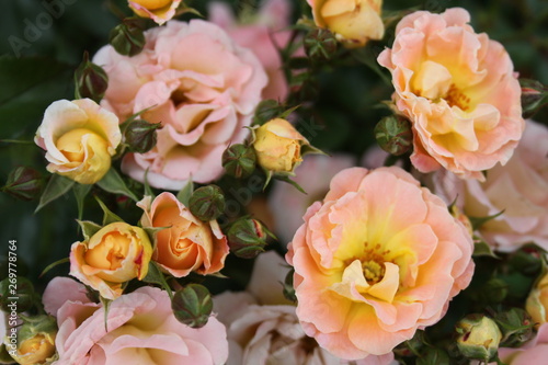 Pink and Yellow Roses 2019