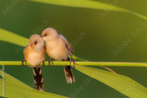 Cute little bird. Green nature lake habitat background. Bird: Bearded Reedling. Panurus biarmicus. photo