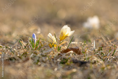 Early spring yellow and purple crocuses about to bloom, against a nice bokeh background, closeup photo