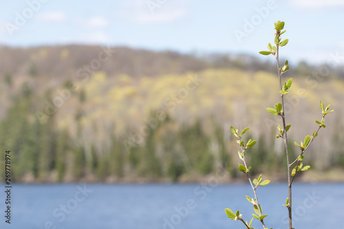Isolated branch with foliage blooming in spring against a blurred forest and lake outdoor scene © kburgess