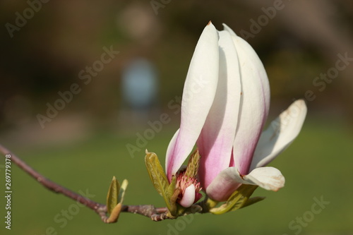 Spring Love Flowers