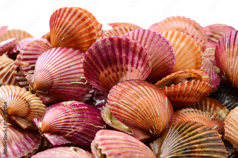 Raw scallop on white background Raw scallop on white background