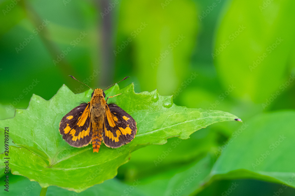 Indian Dart skipper butterfly perching on leaf in a prominent, sunny position Indian Dart skipper butterfly perching on leaf in a prominent, sunny position