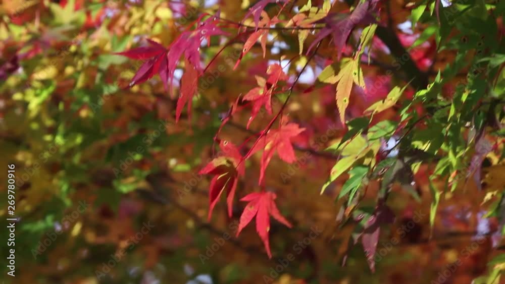 The autumn leaves, there, are extremely beautiful. The autumn leaves, there, are extremely beautiful.