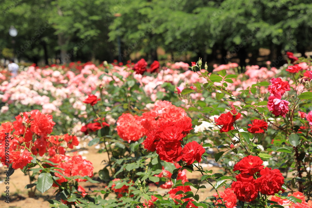 与野公園のバラ