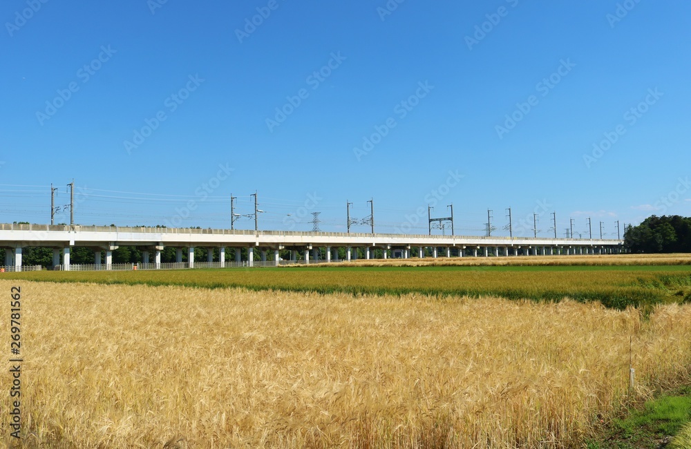 風景　田舎　春　麦畑　高架橋　杤木