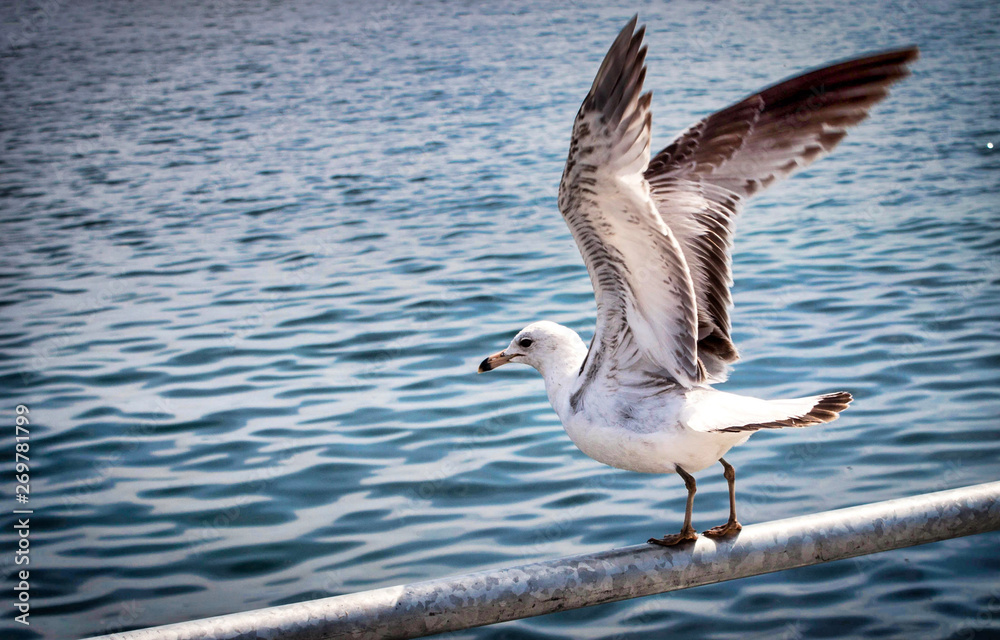 Naklejka premium Seagull 