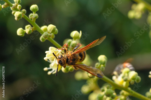 bee on flower © จิตรกร เนาเหนียว