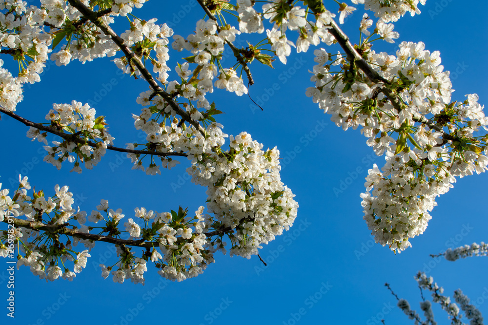 Beautiful branches of white cherry blossoms stand against a vivid blue sky in an Oregon orchard.