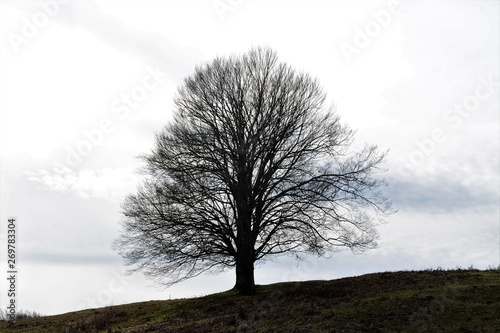 Tableau sur toile the silhouette of a leafless tree