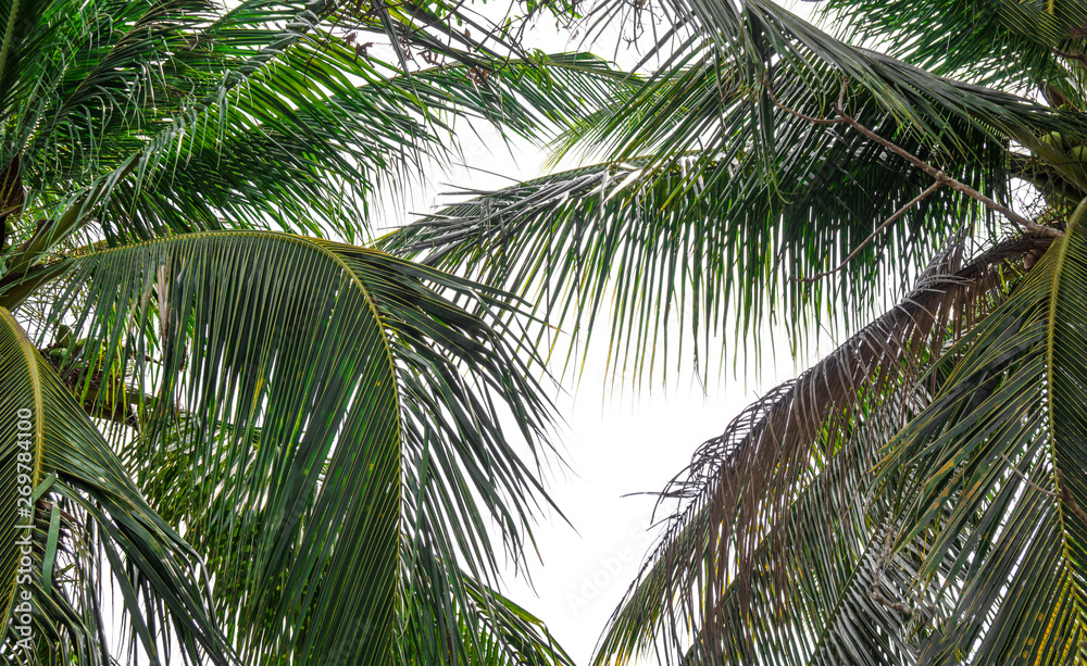 coconut palm tree isolated on white background of file with Clipping Path . coconut palm tree isolated on white background of file with Clipping Path .