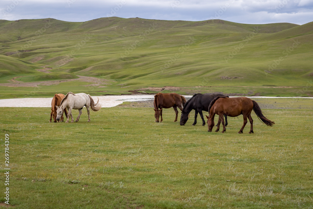 Wild horses