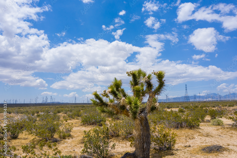 Joshua Tree in the Mojave Desert