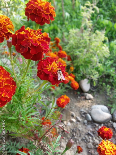 red flowers in the garden
