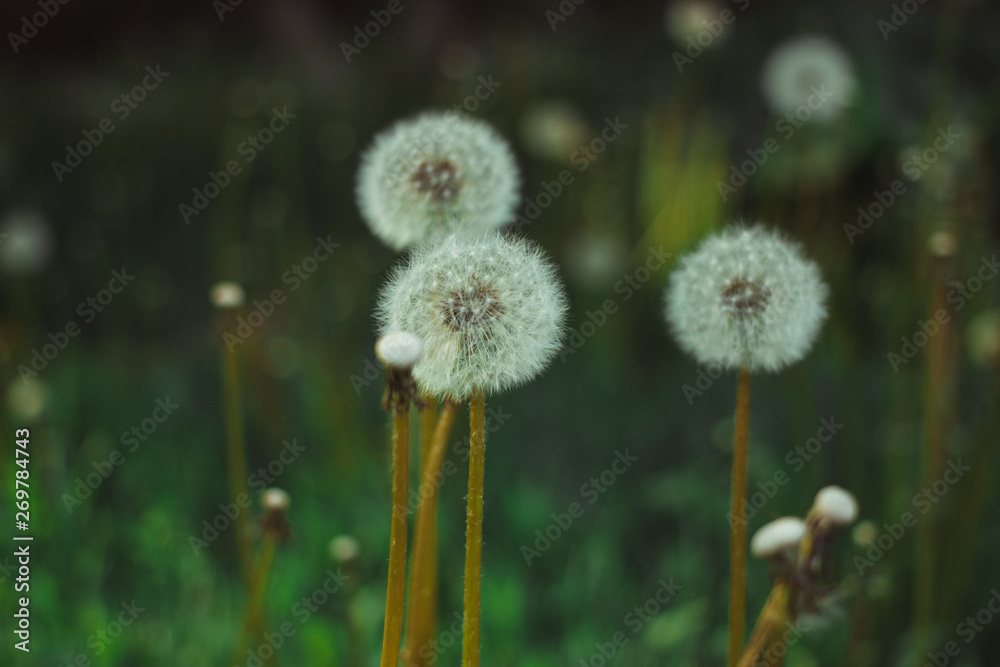 Dandelion bloom at the end of May