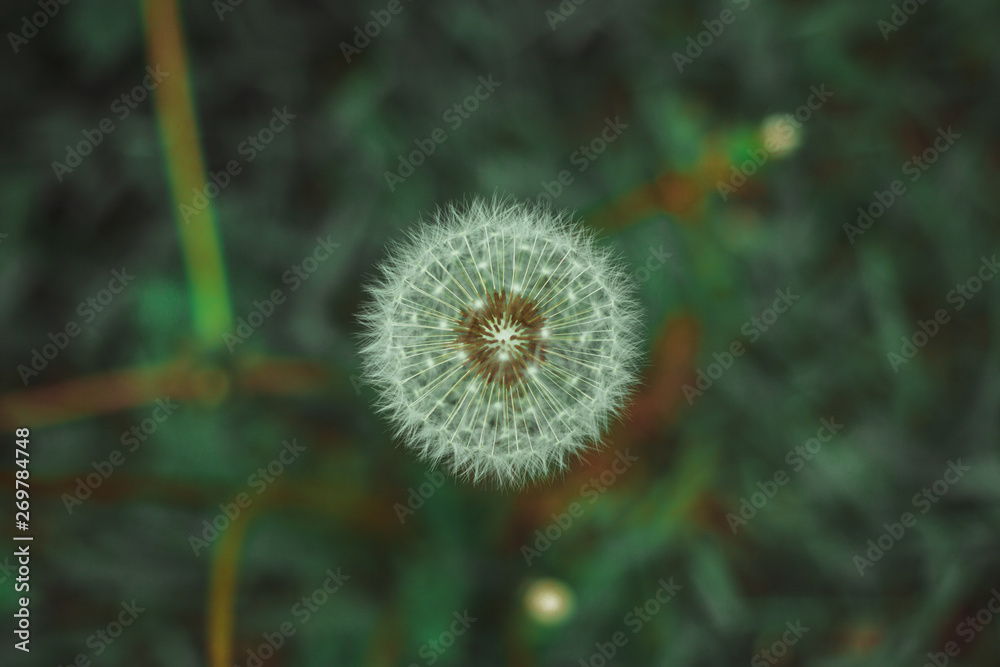 Dandelion bloom at the end of May Dandelion bloom at the end of May