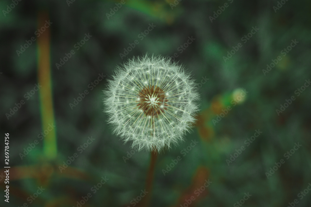 Dandelion bloom at the end of May Dandelion bloom at the end of May