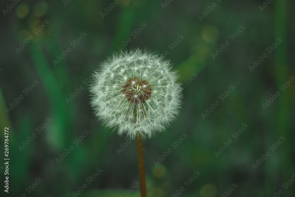 Dandelion bloom at the end of May Dandelion bloom at the end of May