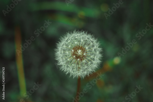 Dandelion bloom at the end of May