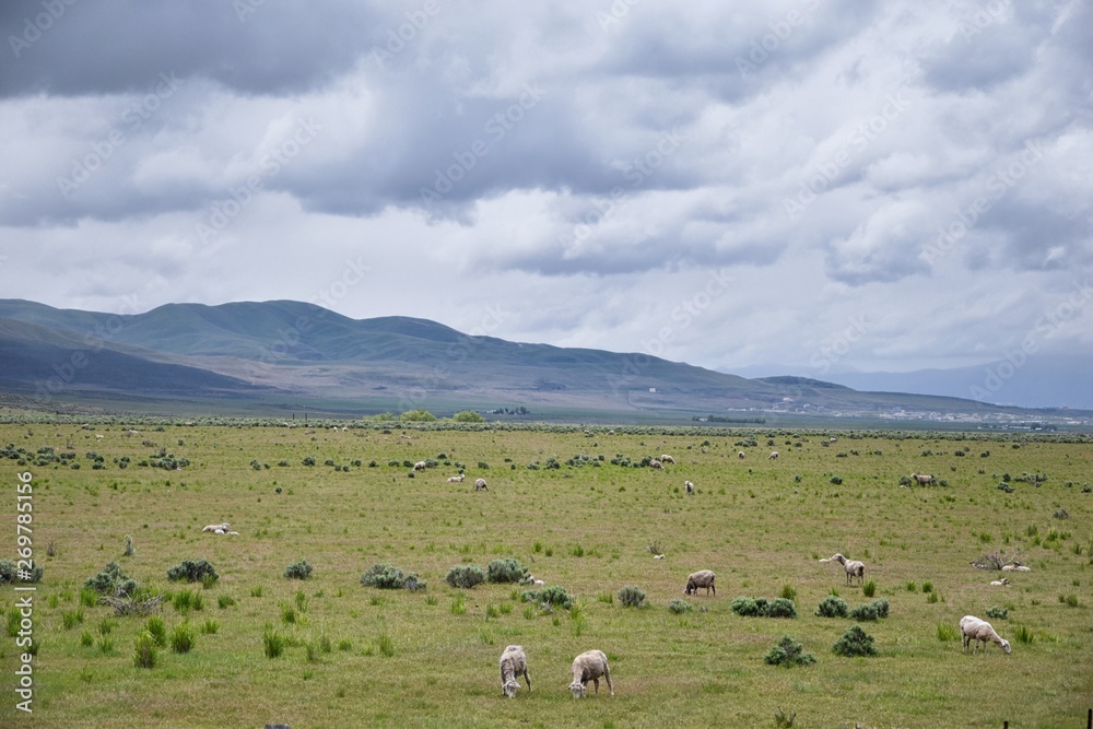 Sheep grazing in Landscape stormy panorama view from the border of Utah and Idaho from Interstate 84, I-84, view of rural farming, sheep and cow grazing land in the Rocky Mountains. United States.