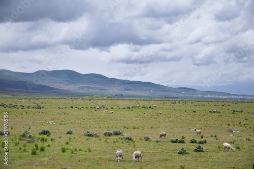 Sheep grazing in Landscape stormy panorama view from the border of Utah and Idaho from Interstate 84  I-84  view of rural farming  sheep and cow grazing land in the Rocky Mountains. United States.