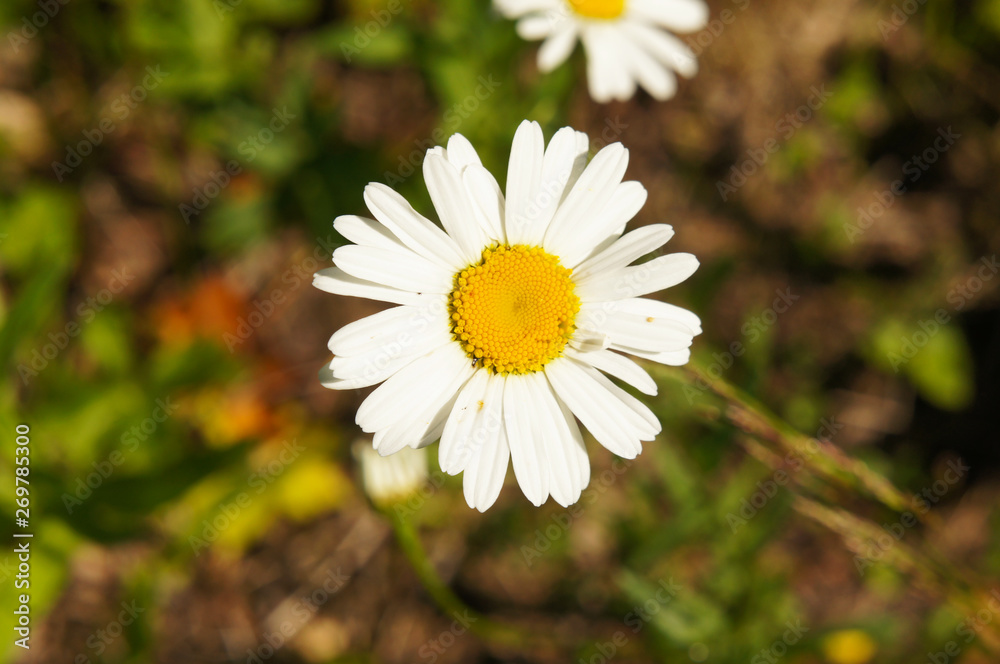 chrysanthemum leucanthemum cammomile one white flower chrysanthemum leucanthemum cammomile one white flower