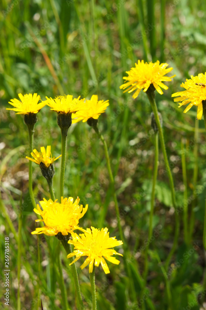 Autumn hawkbit or leontodon autumnalis yellow flowers Autumn hawkbit or leontodon autumnalis yellow flowers
