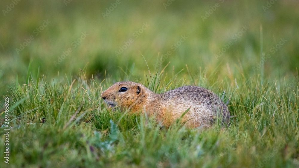 Fototapeta premium Mongolian Ground Squirrel