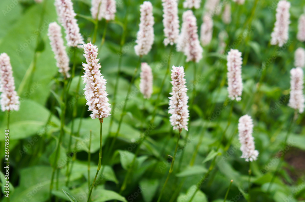 polygonum bistorta officinalis or bistort pink plant with green leaves polygonum bistorta officinalis or bistort pink plant with green leaves