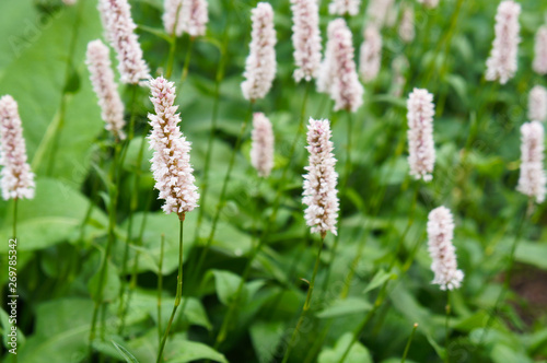 polygonum bistorta officinalis or bistort pink plant with green leaves photo