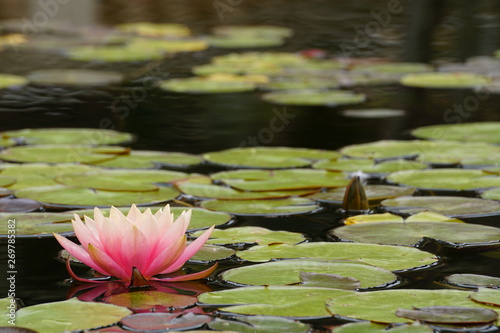 Obraz na plátně Loto