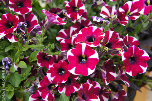 Tableau sur toile Petunia cascadias bicolor cabernet red flowers