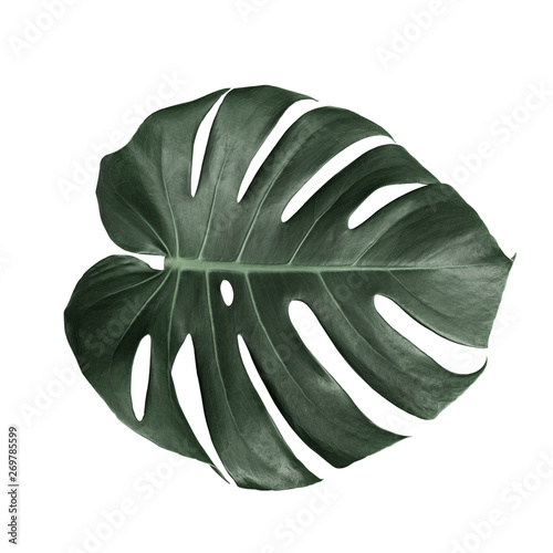 Close up Monstera leaves isolated on white background. Fresh tropical green.