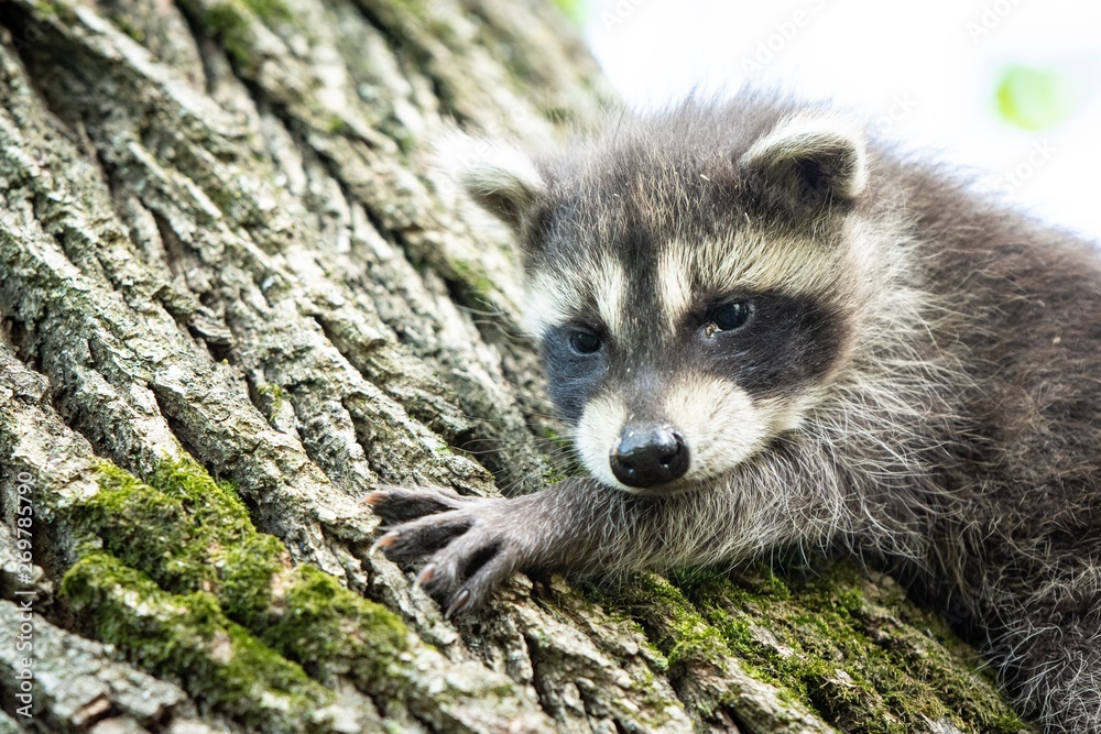 Fototapeta premium Baby Raccoon Climbing Tree - Cute 