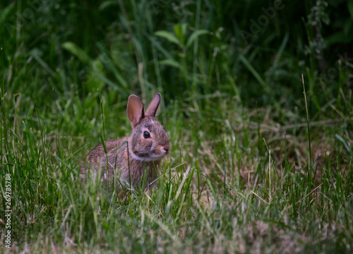 Eastern Cottontail Rabbit sitting on grass © Saptashaw