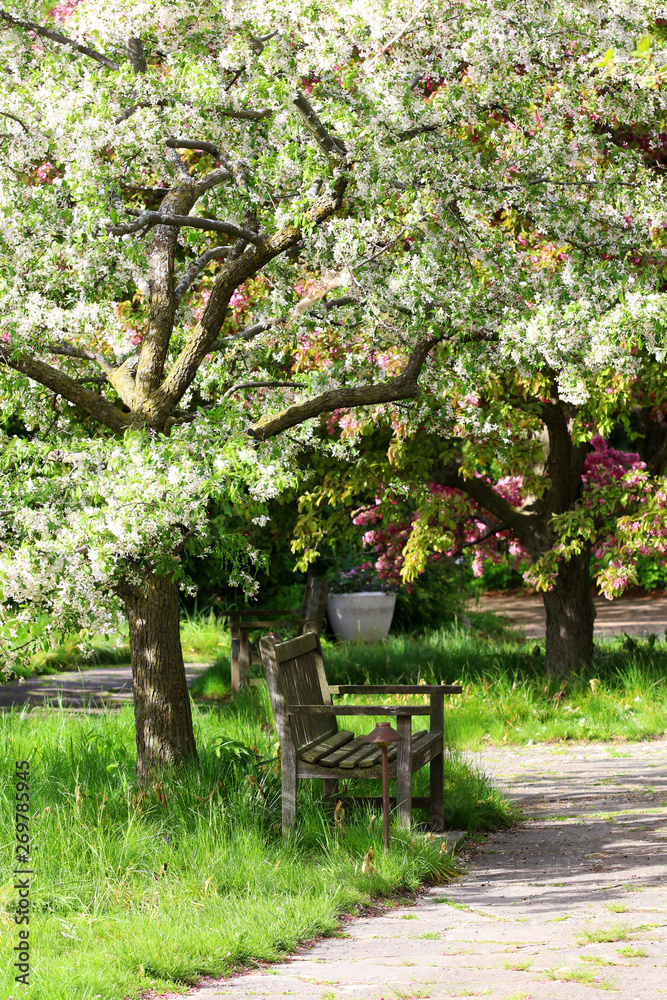 Fototapeta premium Springtime nature background with blossoming garden. Scenic view with wooden bench under beautiful blooming tree. Vertical composition.