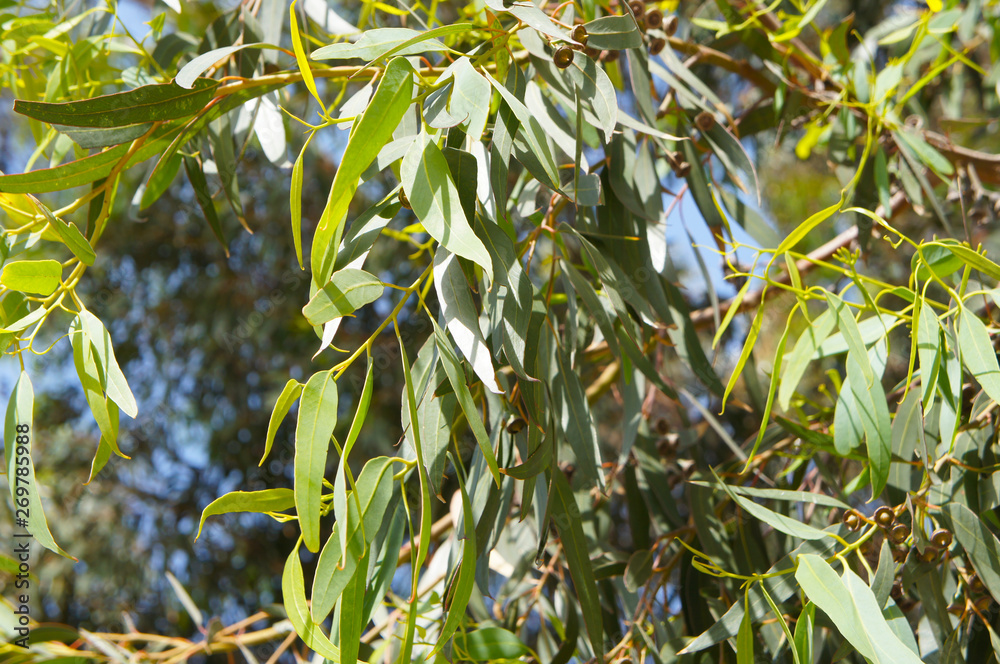 eucalyptus viminalis or manna gum tree green foliage eucalyptus viminalis or manna gum tree green foliage