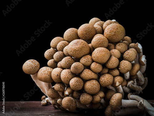 Bunashimeji mushroom in black background. photo