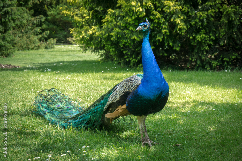 Glamorous peacock with its feathers folded Glamorous peacock with its feathers folded